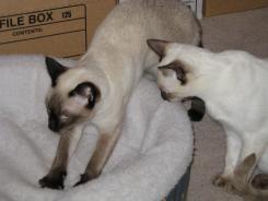 more kittens
